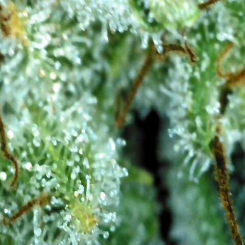 Dos Si Dos 33 growlog timeline photo