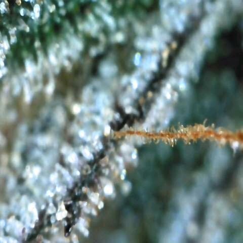 Dos Si Dos 33 growlog timeline photo