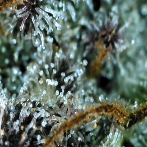 Dos Si Dos 33 growlog timeline photo