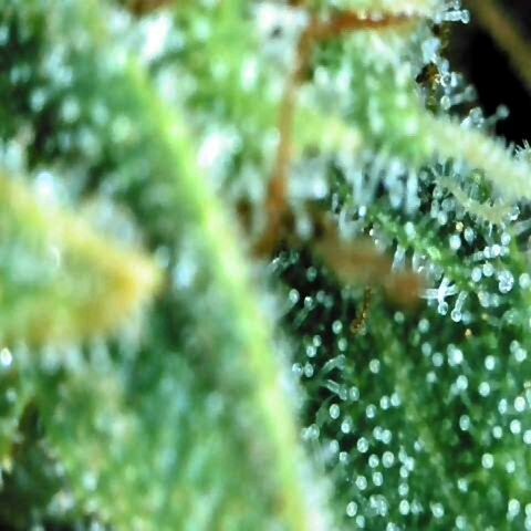 Dos Si Dos 33 growlog timeline photo