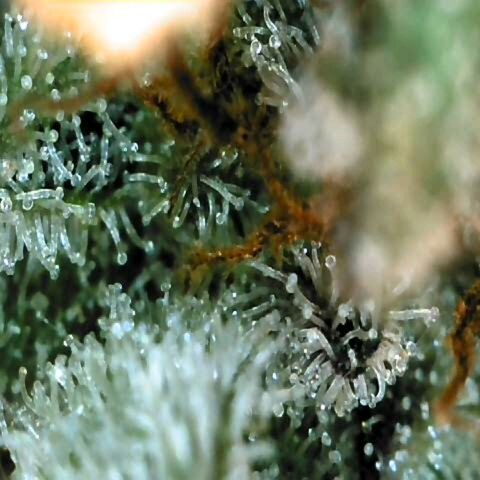 Dos Si Dos 33 growlog timeline photo