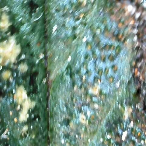 Dos Si Dos 33 growlog timeline photo