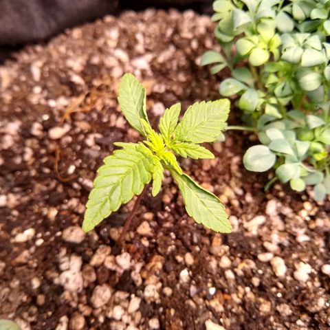 Purple #1 growlog timeline photo