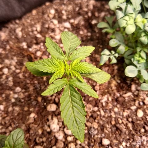 Purple #1 growlog timeline photo