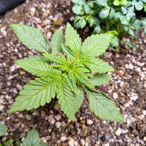 Purple #1 growlog timeline photo