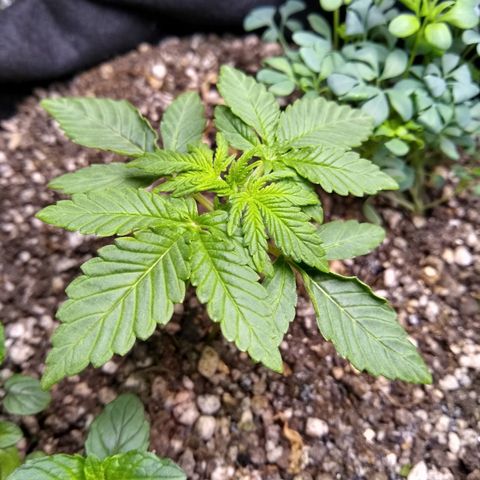 Purple #1 growlog timeline photo