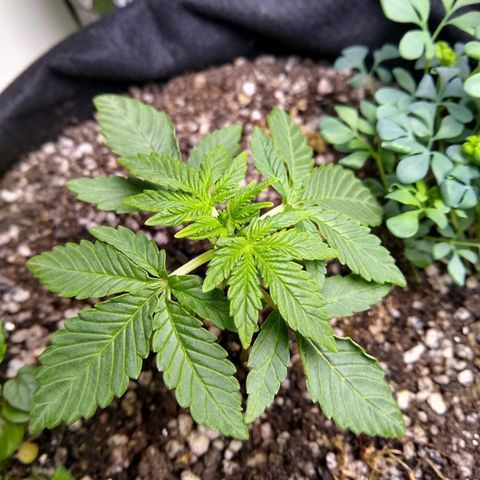 Purple #1 growlog timeline photo