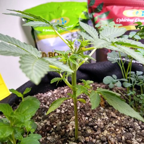 Purple #1 growlog timeline photo