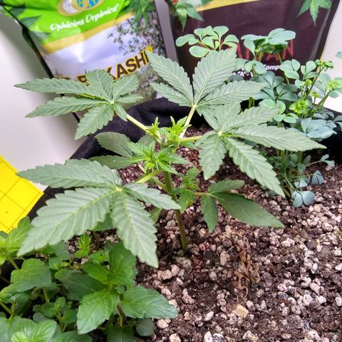 Purple #1 growlog timeline photo