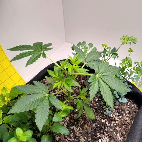 Purple #1 growlog timeline photo