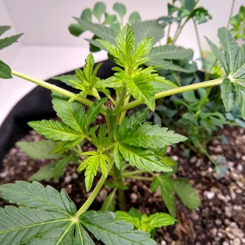 Purple #1 growlog timeline photo