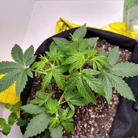 Purple #1 growlog timeline photo