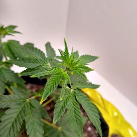 Purple #1 growlog timeline photo