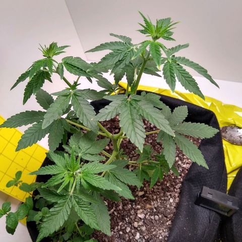 Purple #1 growlog timeline photo