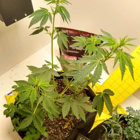 Purple #1 growlog timeline photo