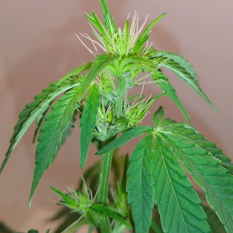 Purple #1 growlog timeline photo