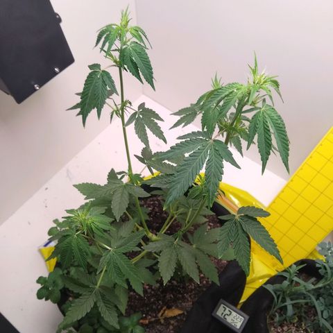 Purple #1 growlog timeline photo
