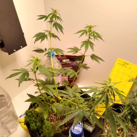Purple #1 growlog timeline photo