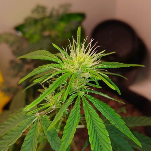 Purple #1 growlog timeline photo
