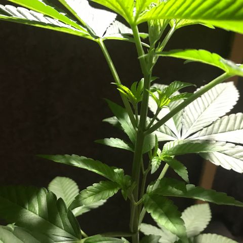 Lemon Tree growlog photo: This morning 