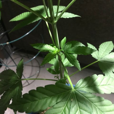 Lemon Tree growlog photo: This morning 
