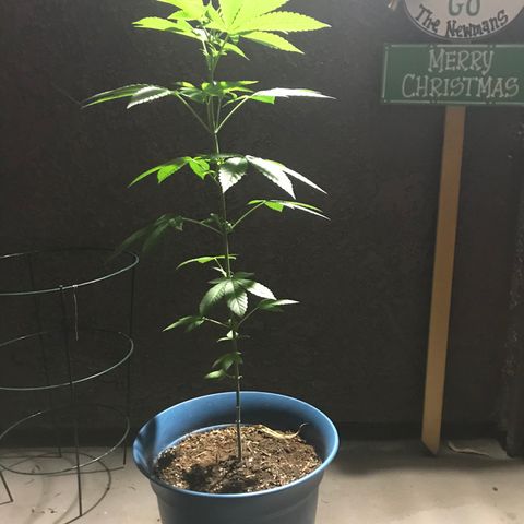 Lemon Tree growlog photo: This morning 
