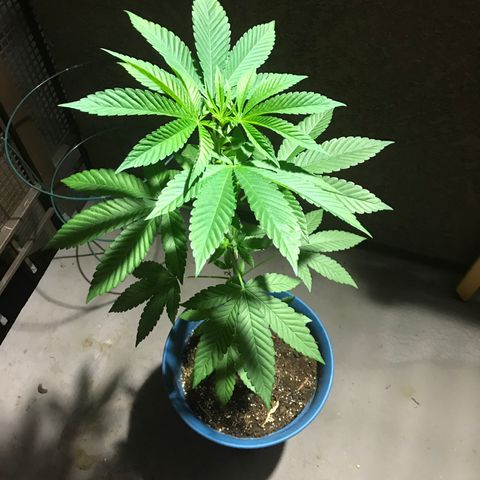 Lemon Tree growlog photo: This morning 