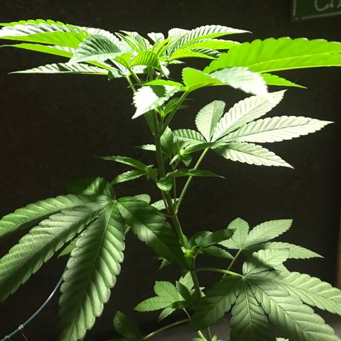 Lemon Tree growlog photo: This morning 