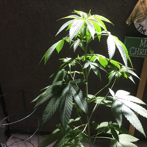 Lemon Tree growlog timeline photo