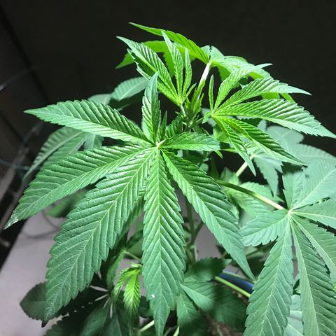 Lemon Tree growlog timeline photo