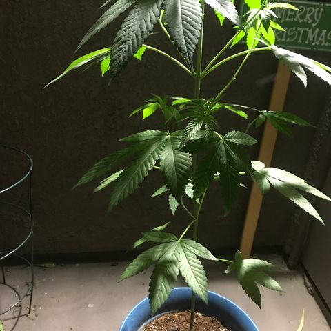 Lemon Tree growlog timeline photo