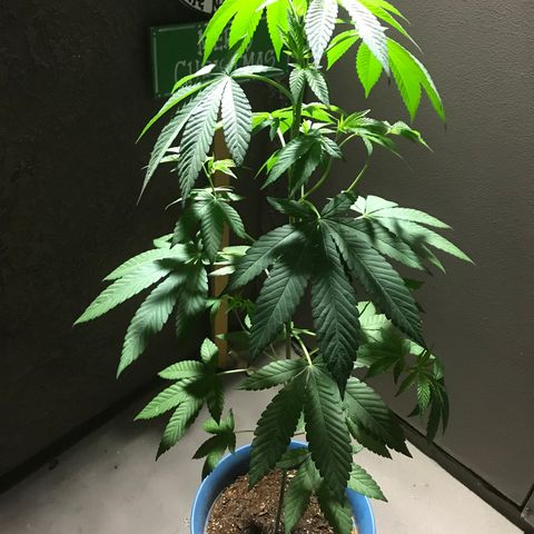 Lemon Tree growlog timeline photo
