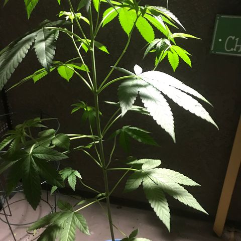 Lemon Tree growlog timeline photo