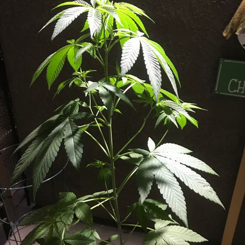 Lemon Tree growlog timeline photo