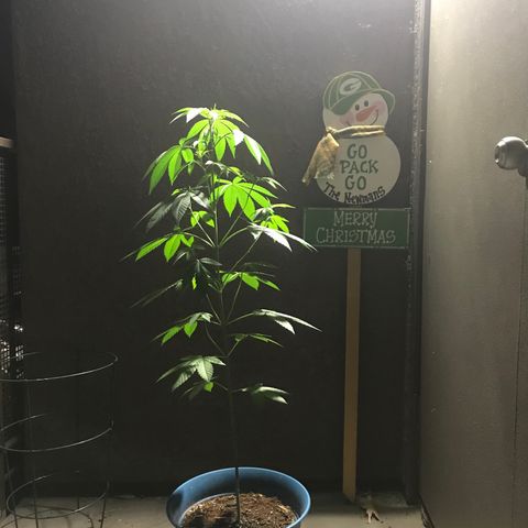 Lemon Tree growlog timeline photo
