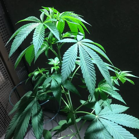 Lemon Tree growlog timeline photo