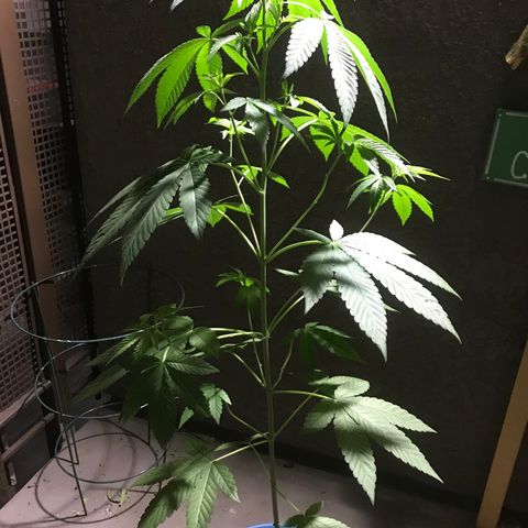 Lemon Tree growlog timeline photo