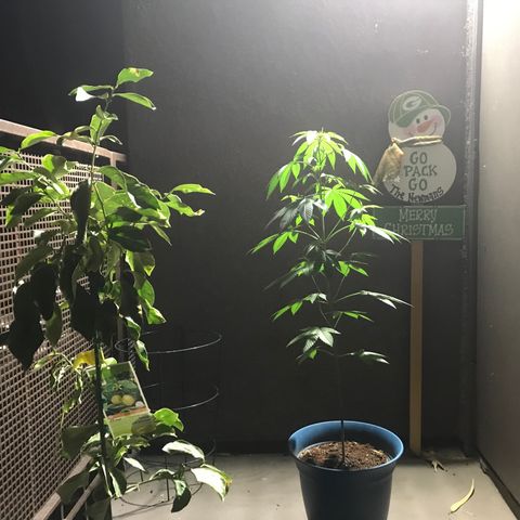 Lemon Tree growlog timeline photo