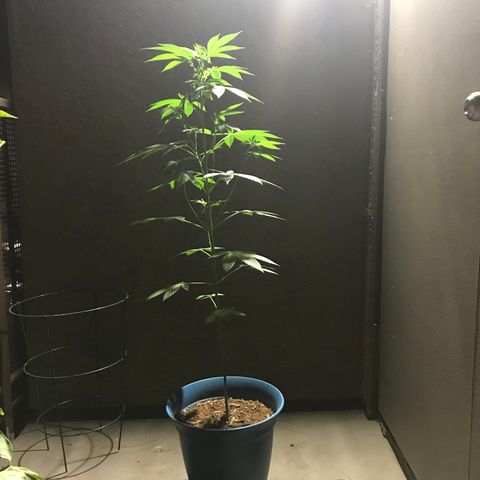 Lemon Tree growlog timeline photo
