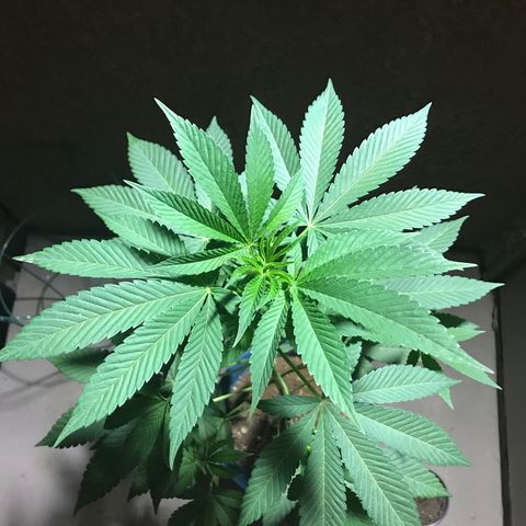 Lemon Tree growlog timeline photo