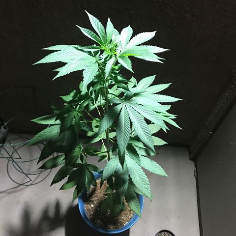 Lemon Tree growlog timeline photo