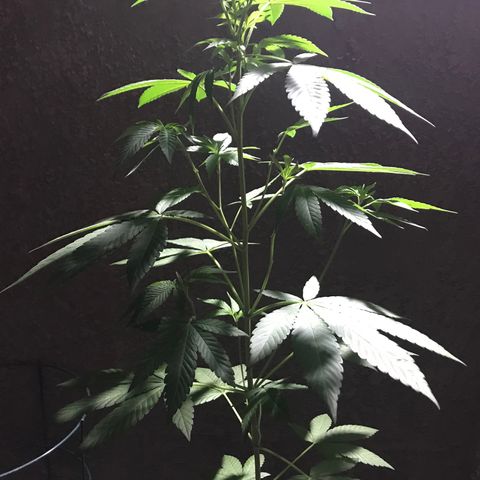 Lemon Tree growlog timeline photo
