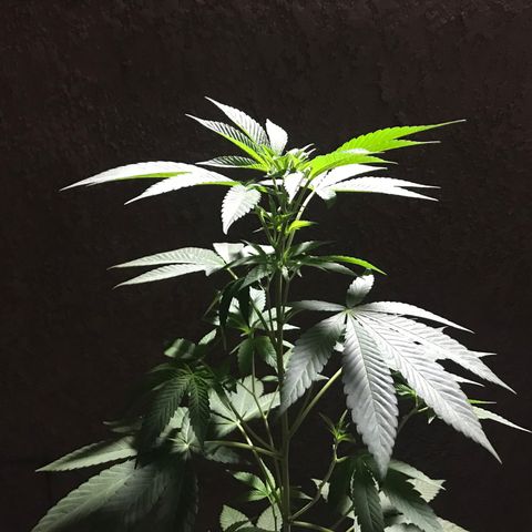 Lemon Tree growlog timeline photo