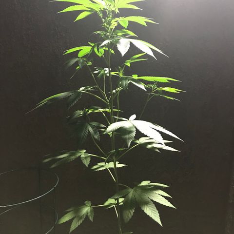 Lemon Tree growlog timeline photo