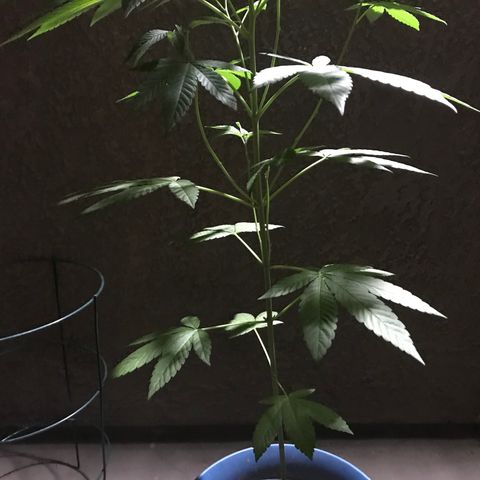 Lemon Tree growlog timeline photo