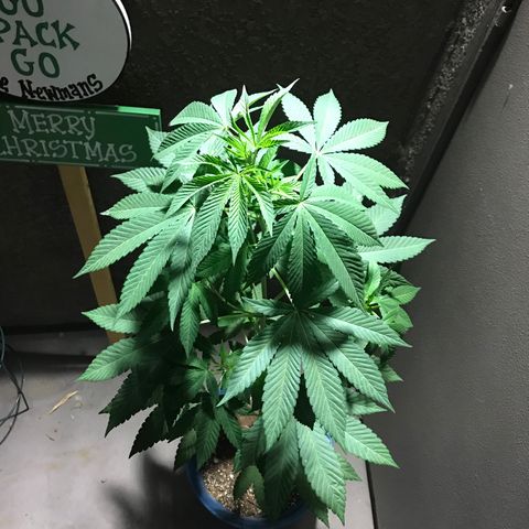 Lemon Tree growlog timeline photo