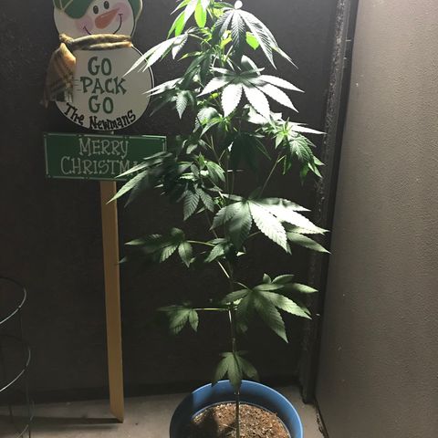 Lemon Tree growlog timeline photo