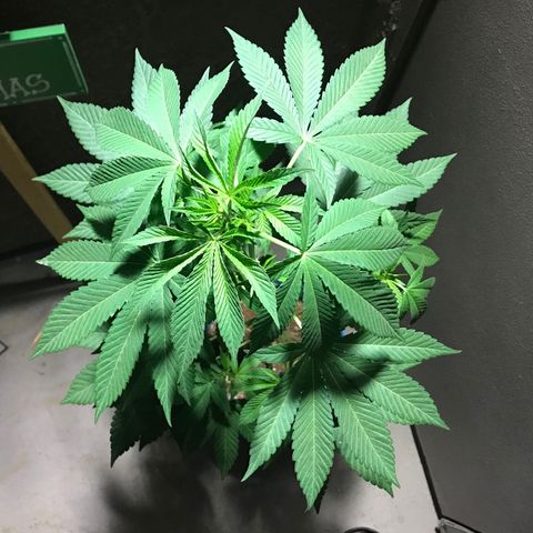 Lemon Tree growlog timeline photo