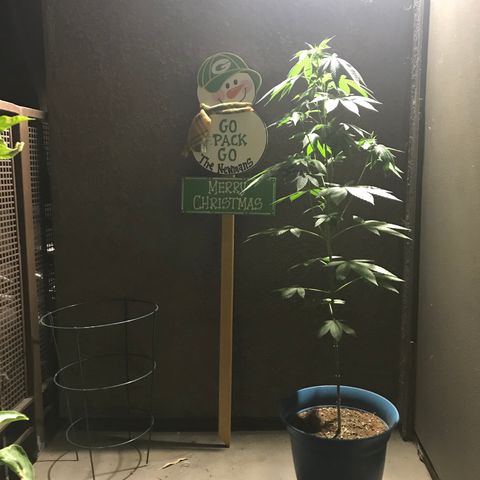 Lemon Tree growlog timeline photo