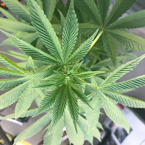 Lemon Tree growlog timeline photo